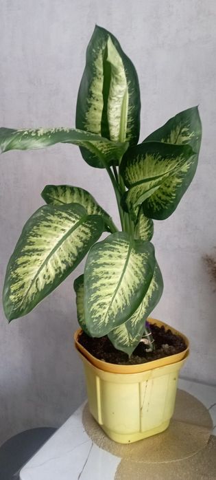 Продаю диффенбахию
