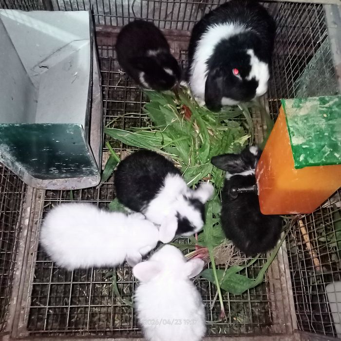 Средний баранчалар сотилади