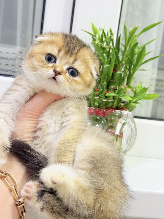Котята чистокровные