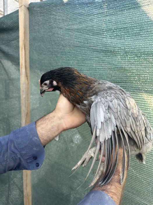 Куры несушки Доминант