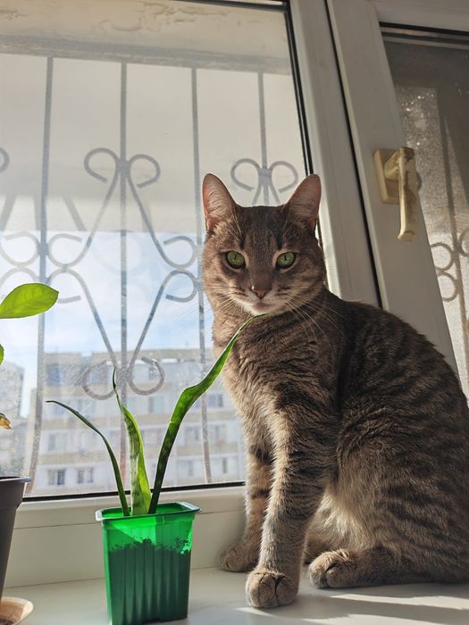Отдадим кота бесплатно