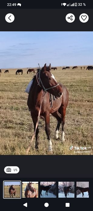 Продам жеребец или обмен