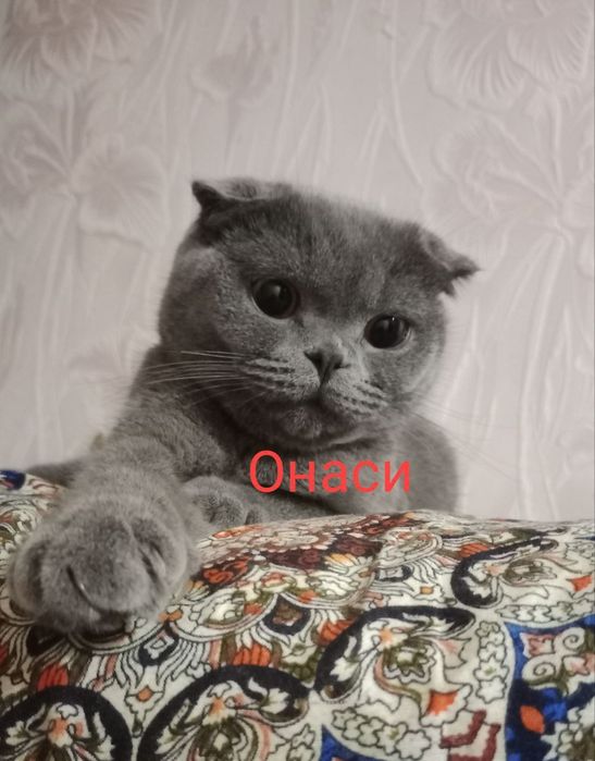 Скоттиш. Фолд. 2.ойлик. Мушук. Боласи  ақилли.