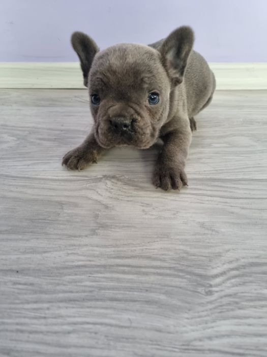 Френски булдог момче