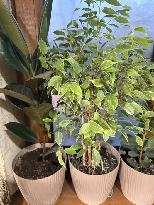 Комнатные растения