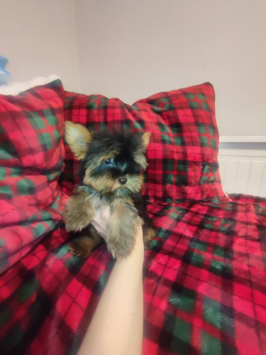 Yorkshire negru cu maro