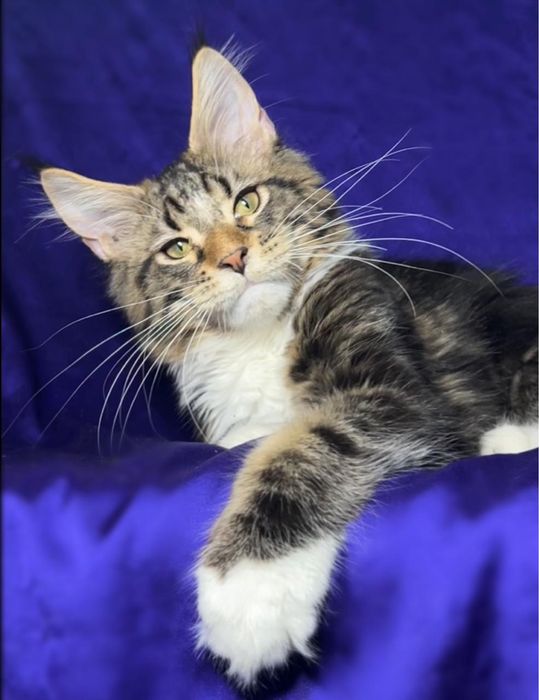 Шикарные котята породы мейн кун! Цены от