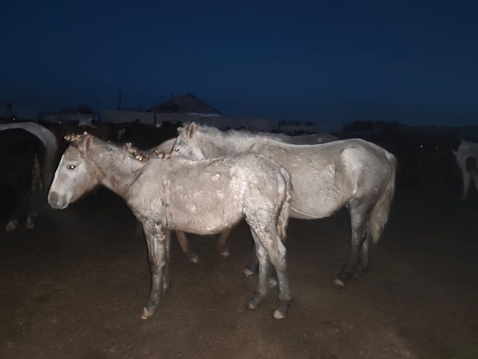 Продам лошадей оптом