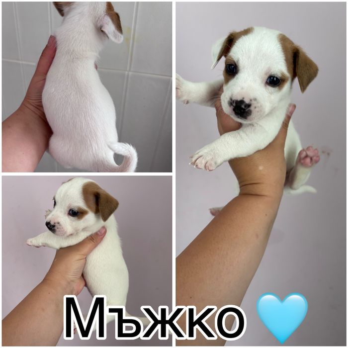 Джак Ръсел Териер