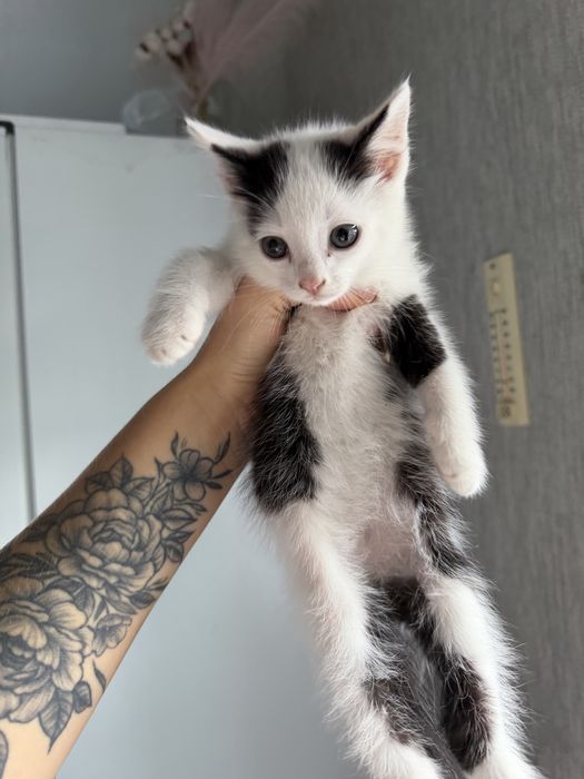 Отлам котят в хорошие руки!