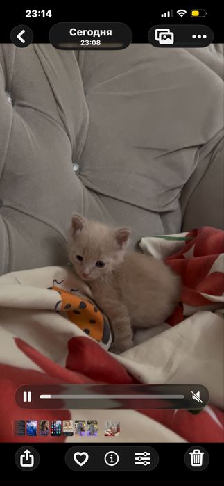 Отдам в добрые руки персик котенка  2 мес, рк приносят достаток