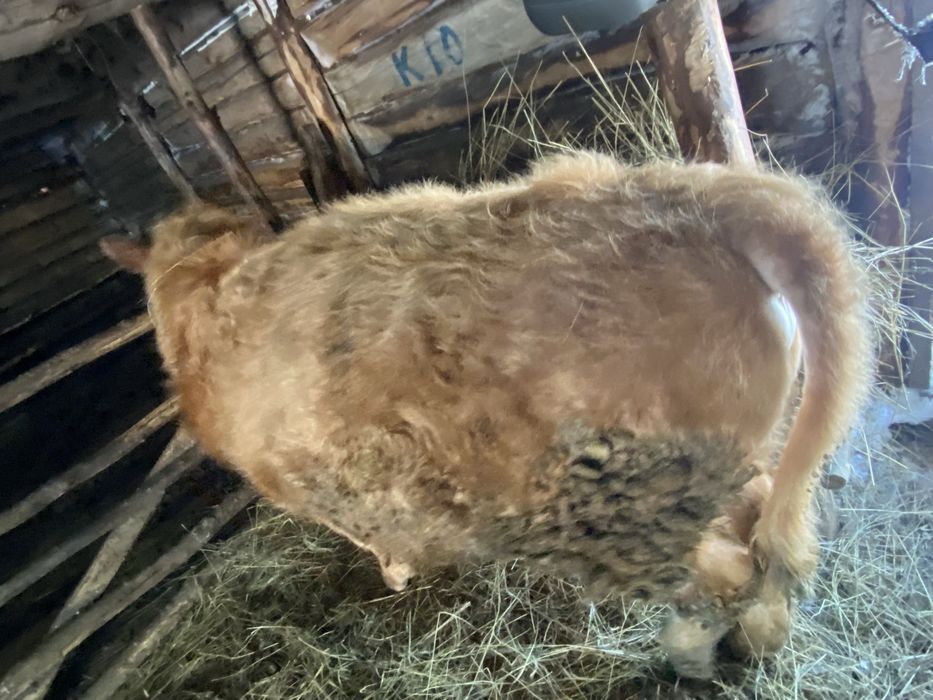 Продается 2бычка 1тёлка