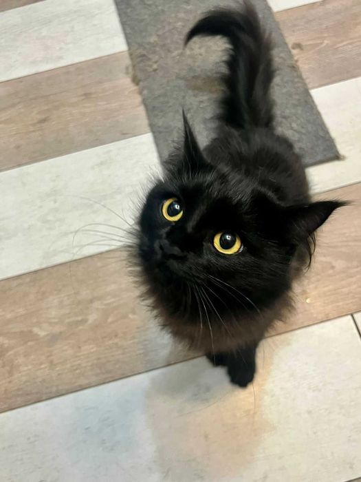 Молодая кошечка ищет добрых хозяев