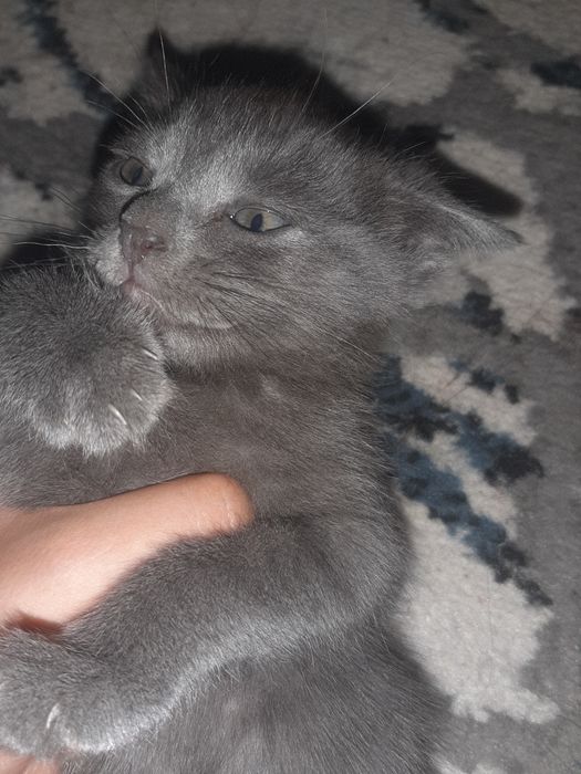 Котята без пароды