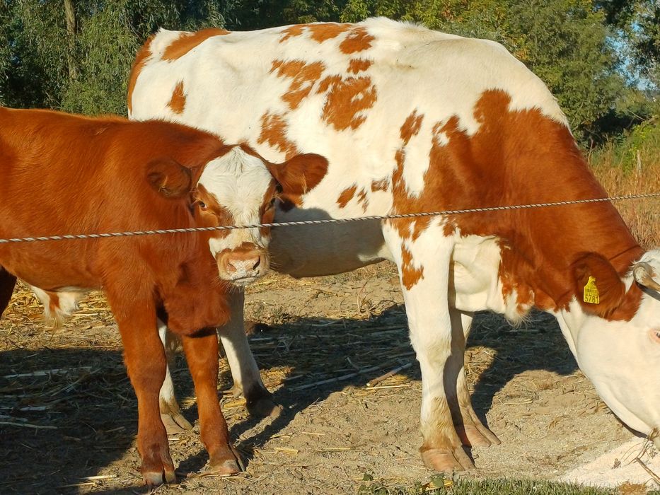 Două vaci la a doua fatare