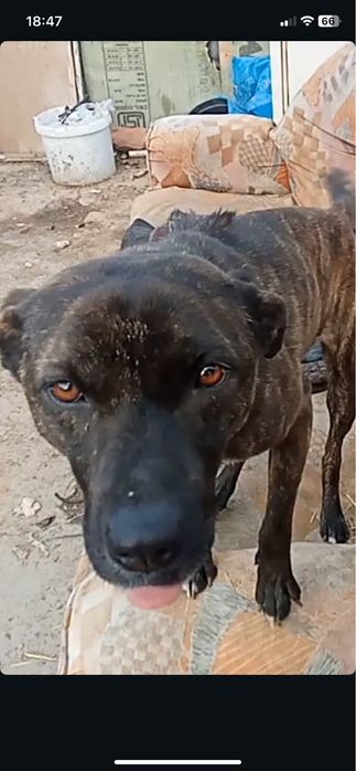 Собаки срочно  для хозяйства здоровые привитые