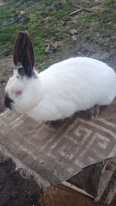 Vând femela urias de transilvania