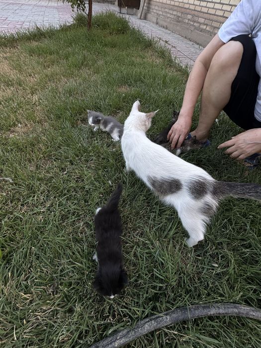 Котенки в подарок