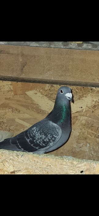 Voiajori de concursuri