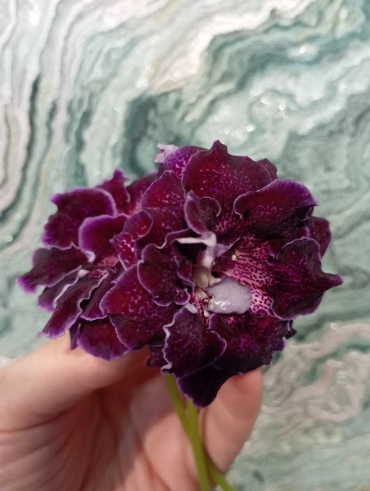 Сортовая махровая глоксиния