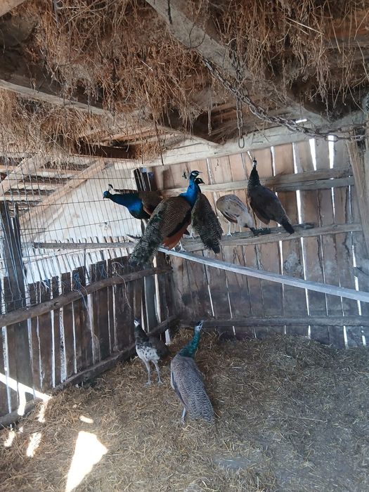 Vând păuni umăr negru și standard