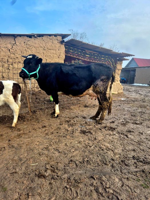 Сиыр сатылады 10лит сутті бар