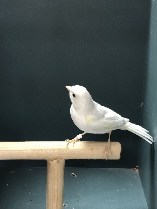 Канарейка (кенар) самец