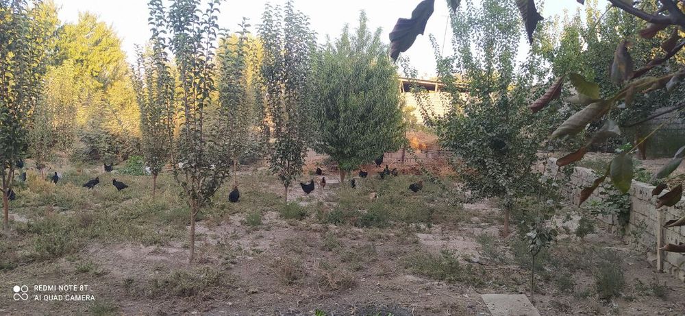 8 sotik Piskent tumani birlik maxallasi navrov ko'chasi 4-uy