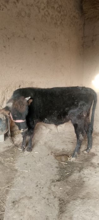 Navos sotilad soğlom