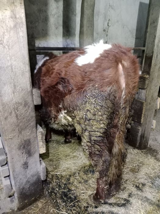 Продам годовалую тёлочку