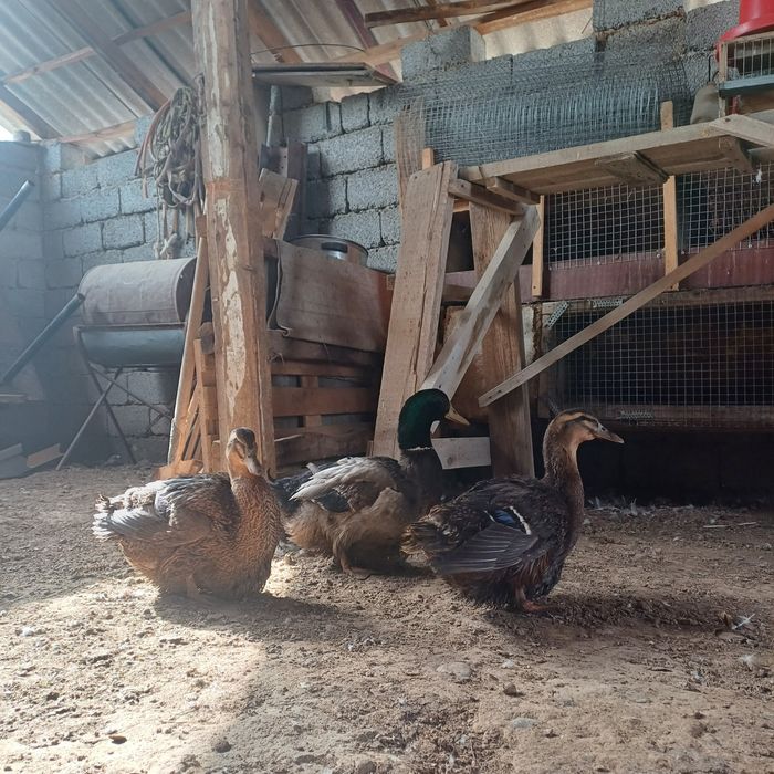 Утка Утки Руанский