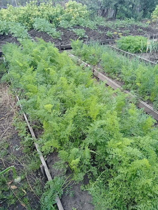 Продам дачу район Новопавловки