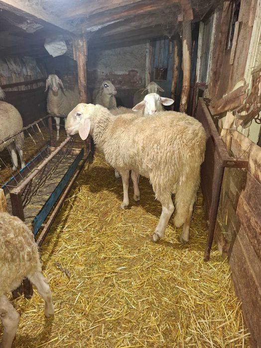 Бергамски коч на 1г и 5 м