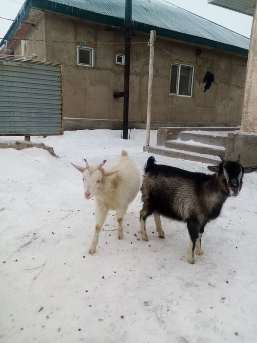 Лақтар бар сатылымда