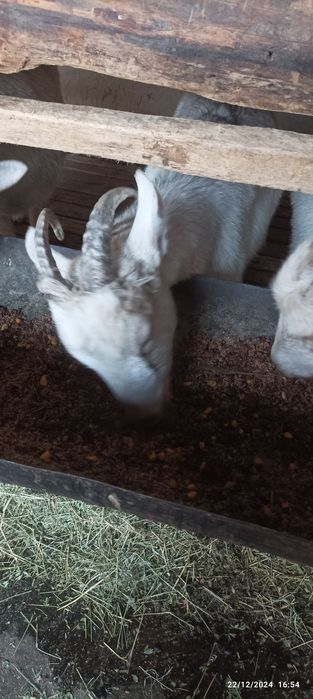 Echki sotiladi sogʻiladigan