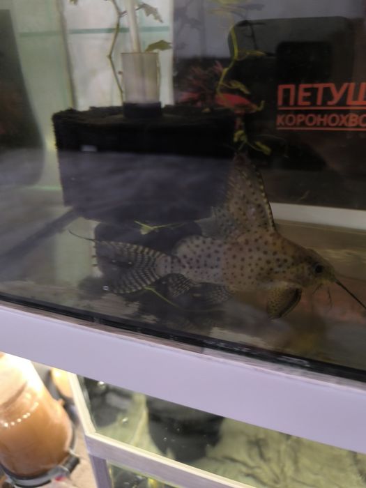 Синодонтис - перевёртыш