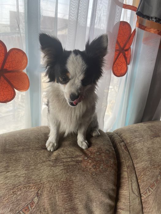 Потерялась собака, пинчер ,кабель