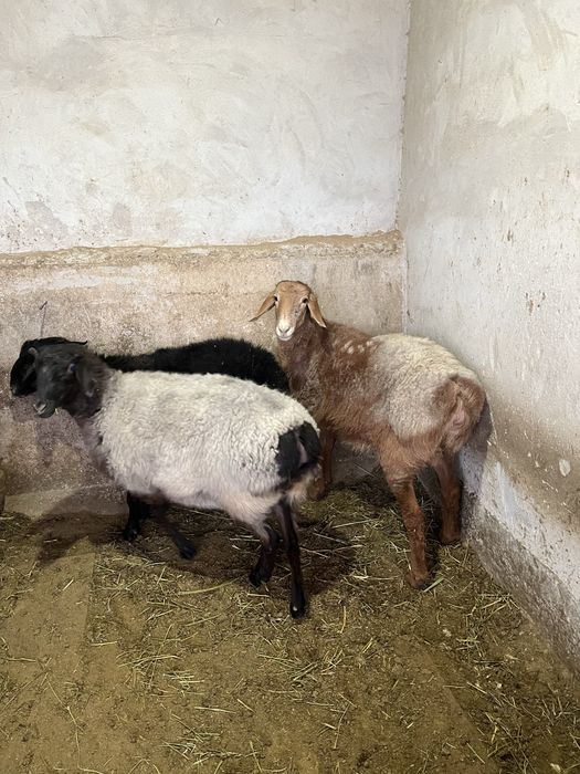 кой еты сатылади