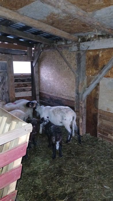 De vânzare berbec țurcan