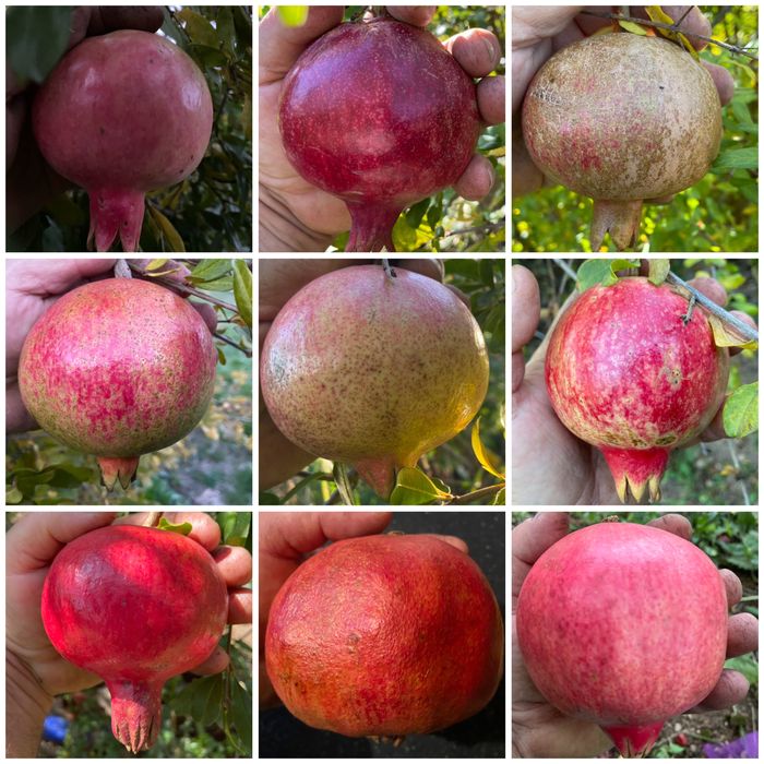 Нарове – селекция от много сортове с различни характеристики, дръвчета