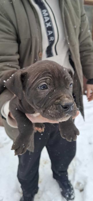 Малки бебета питбул