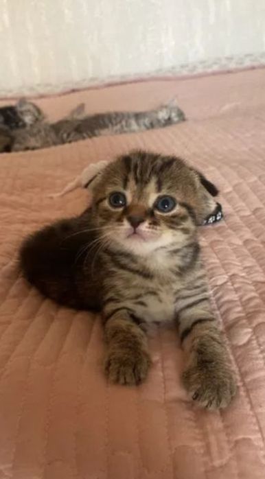 Милашки котята 1.5 мес
