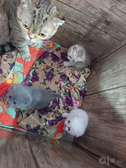 Шотландские котята