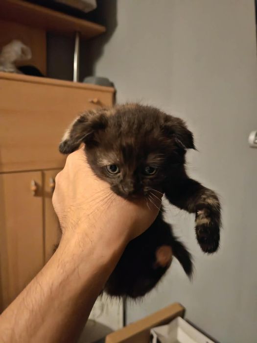 Продаю котят (месяц)
