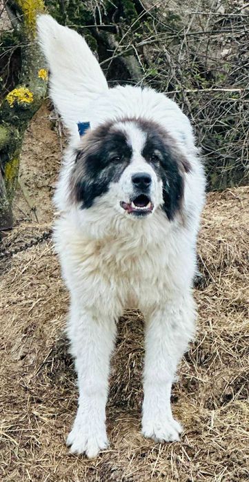 продавам родословно каракачанско куче