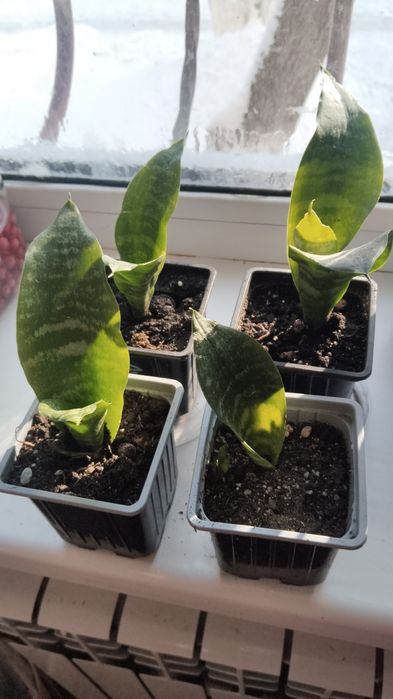 Продам сансевьерию!