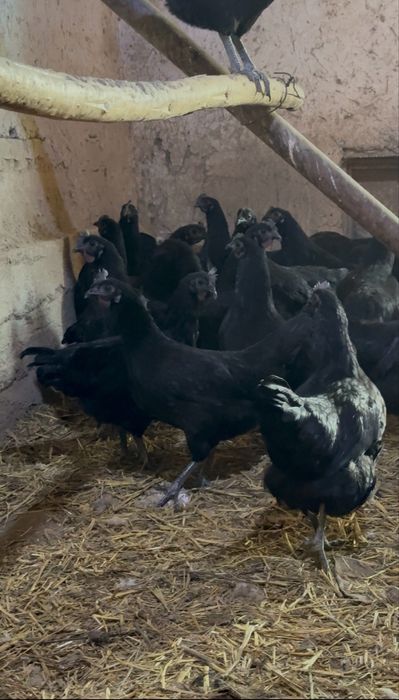 Ухейилюй, Ухаюль товук хорозла