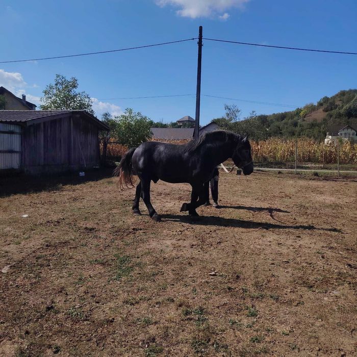 Vând mânz  sur  de 3 ani , cuminte și învățat la  căruță