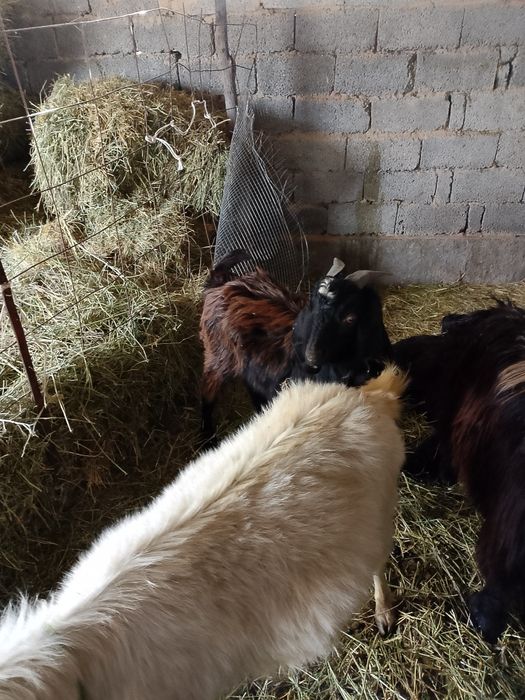 Теке боралдайда басқа қаладан жазбай ақ қойыңдар