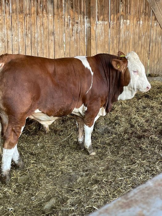 Tauri - rasa Bălțată Românească cu certificate de origine Covasna • OLX.ro
